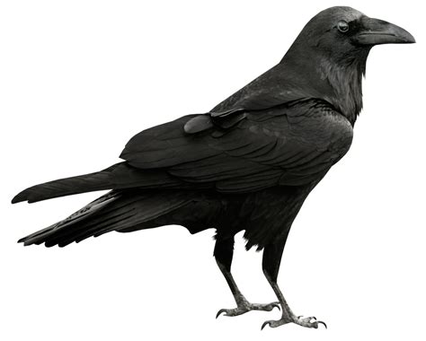 raven png